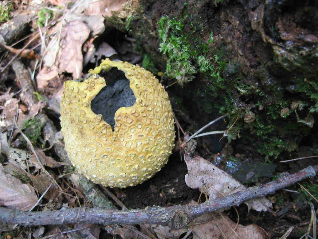 2005 :  Un anno di funghi